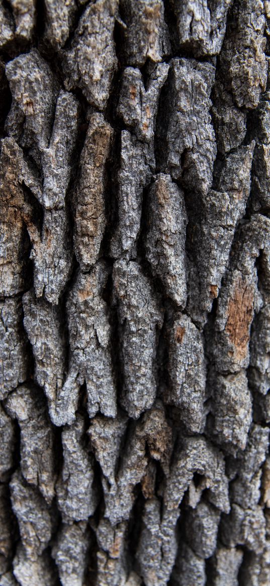 tree, bark, surface, rough, texture