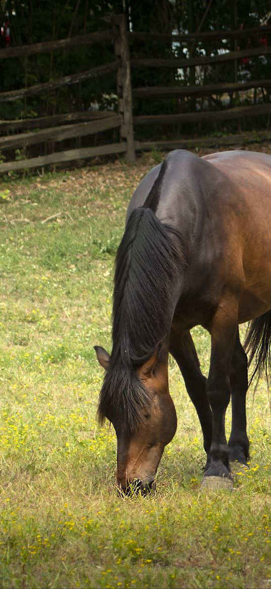 horse, animal, mane, grasses