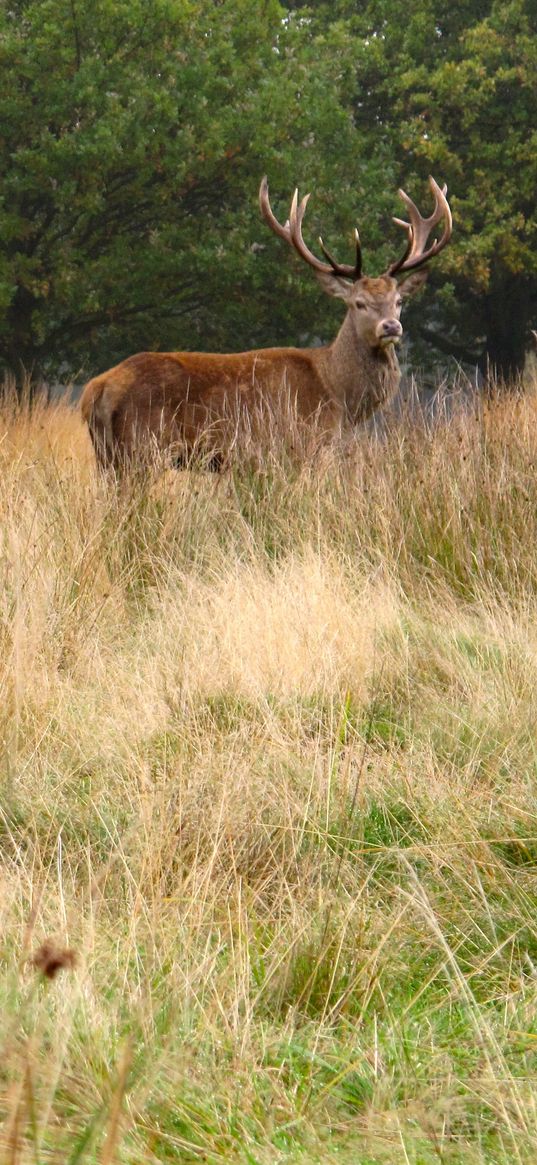 deer, antler, animal, field, wildlife