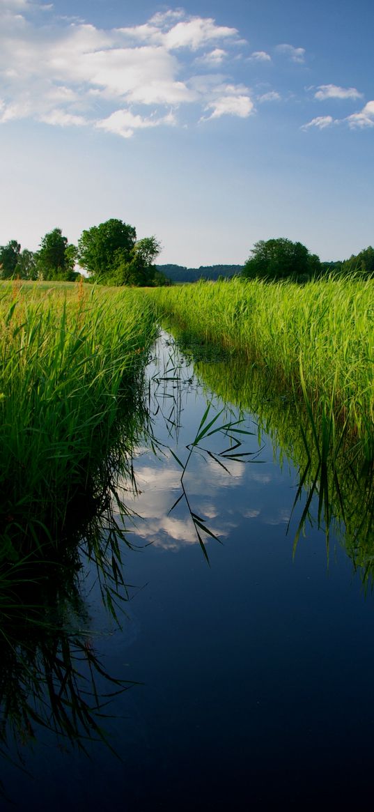 river, reeds, trees, nature, landscape