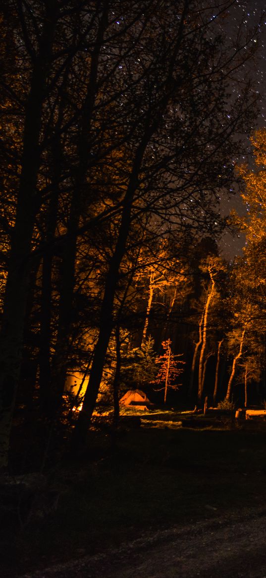 forest, trees, tent, light, dark