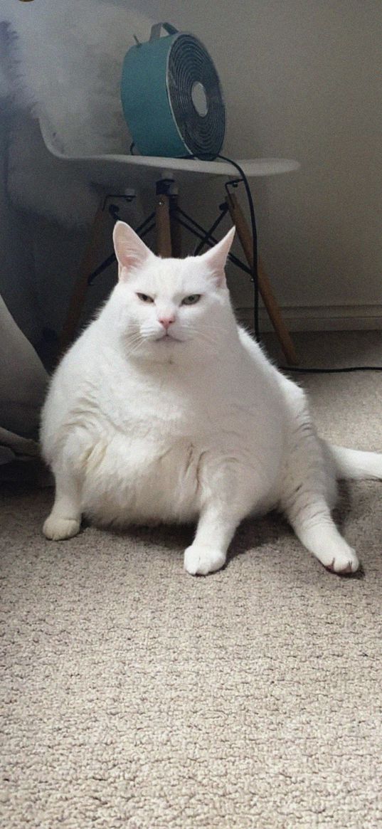 king duncan, fat cat, cat, animal, white, pet