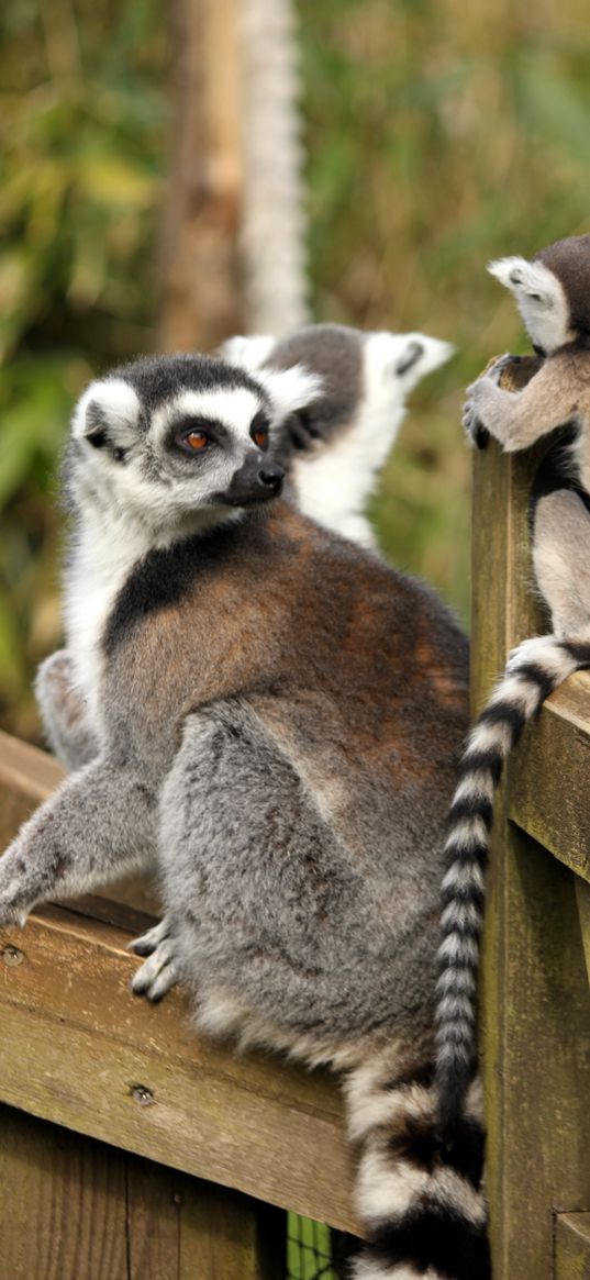 lemurs, animals, glance, family, mom, cub