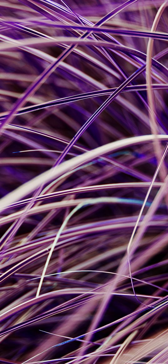 grasses, plant, macro, purple