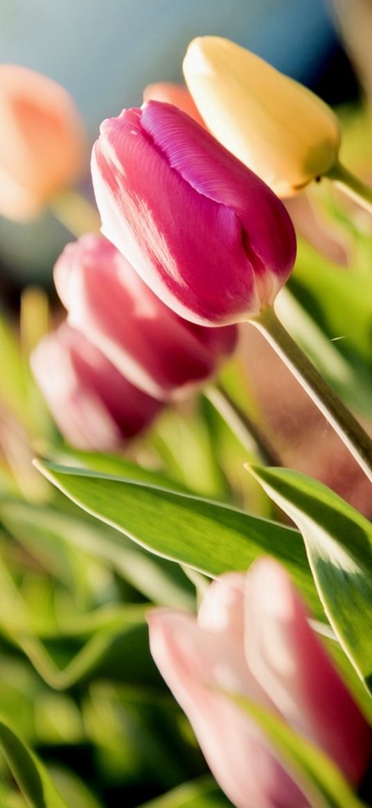 tulips, flowers, reflections, motion