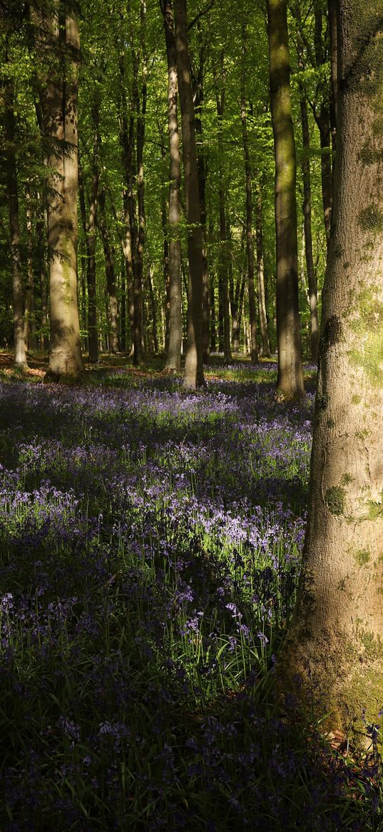 forest, trees, flowers, glade, nature