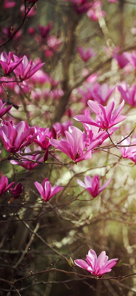 blossoms, twigs, spring, nature, shrub