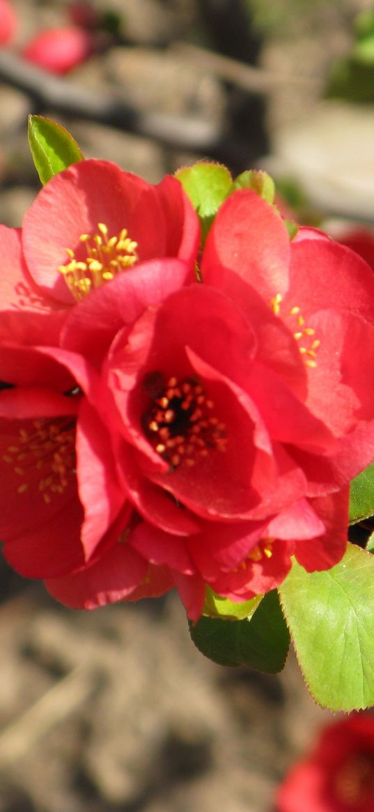 blossom, branch, red, spring, stamen