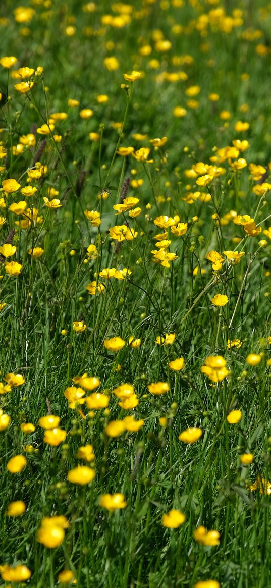 wild flowers, flowers, field