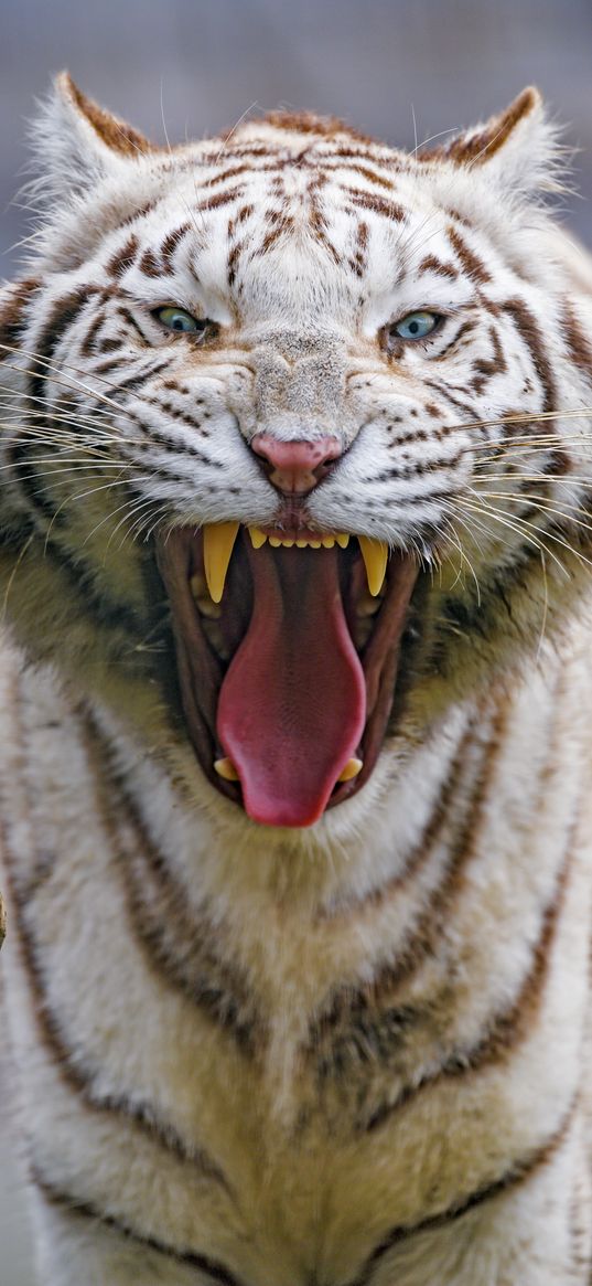 tiger, yawn, animal, predator, big cat