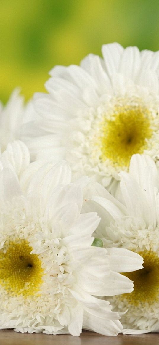 daisies, flowers, bouquet, table, basket