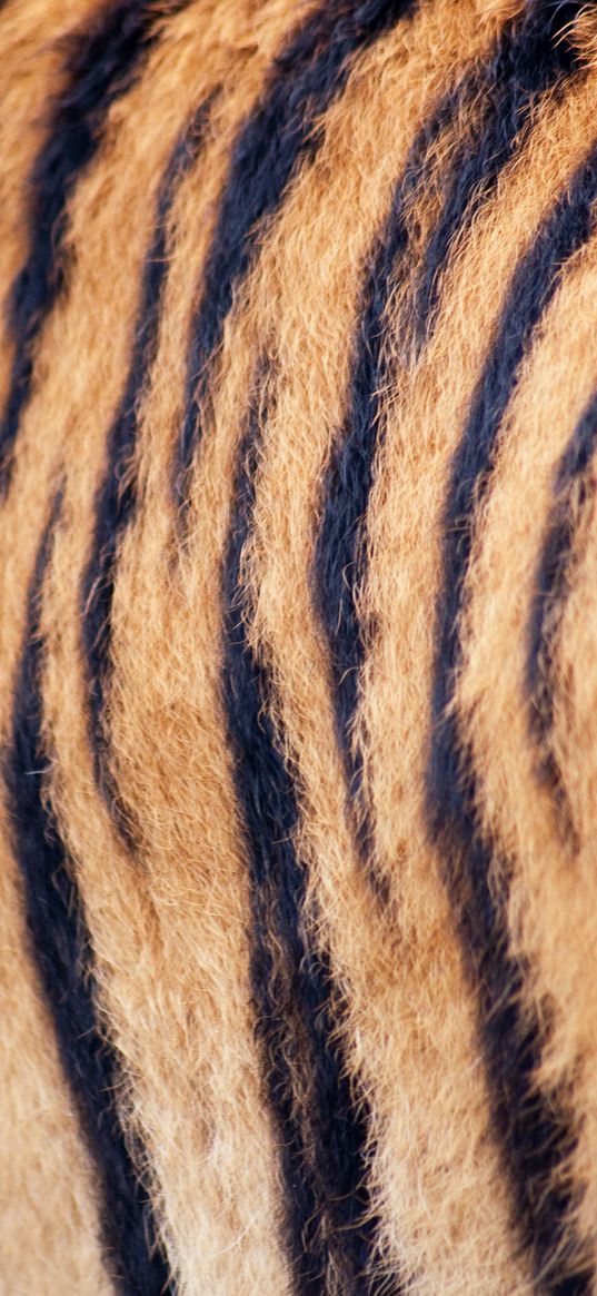 tiger, wool, stripes, texture