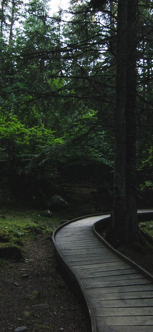 forest, trees, path, turn, nature