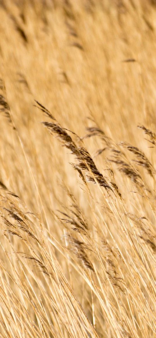 reeds, ears, field, nature