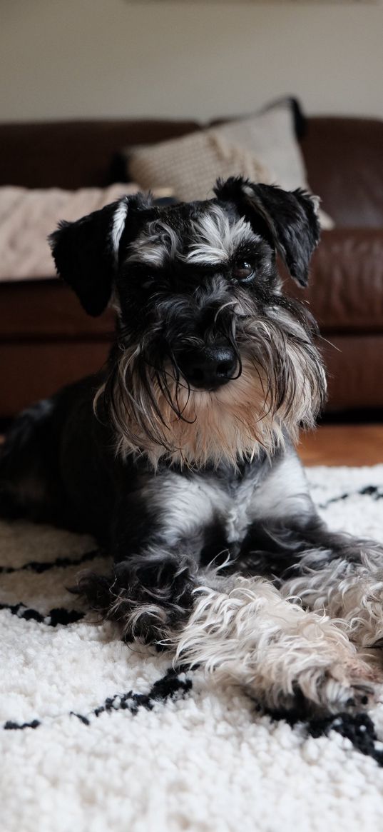 miniature schnauzer, dog, pet, fluffy