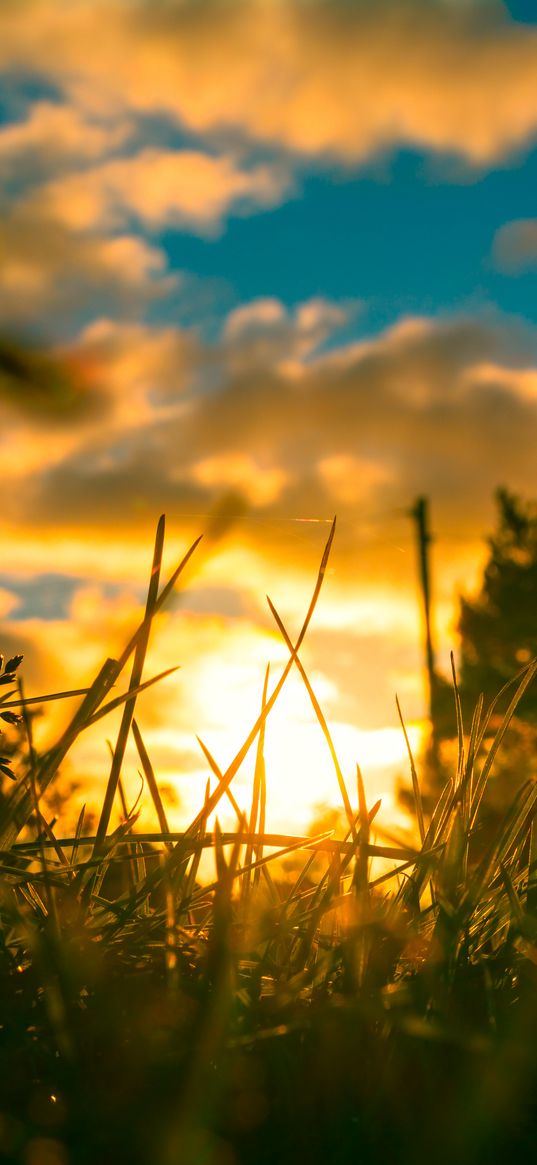 grass, plants, macro, sun, light