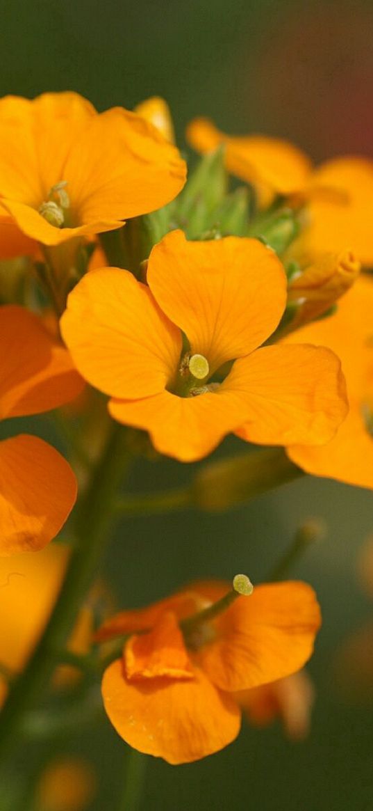 flowers, small, orange, stamens