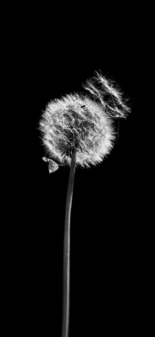 dandelion, plant, fluff, macro, black and white, black