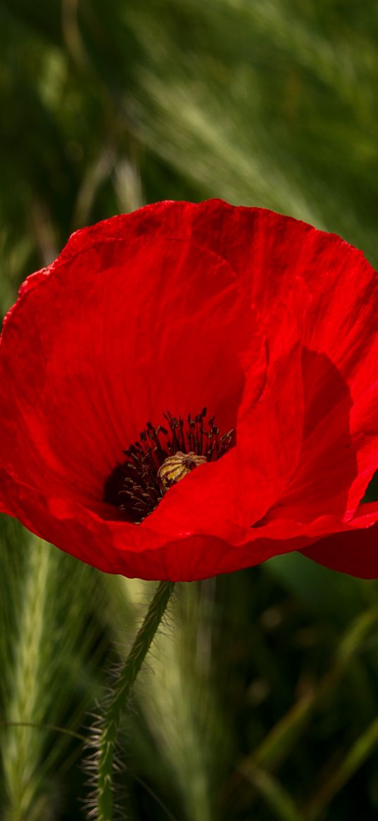 poppy, flower, plant, petals, red, macro