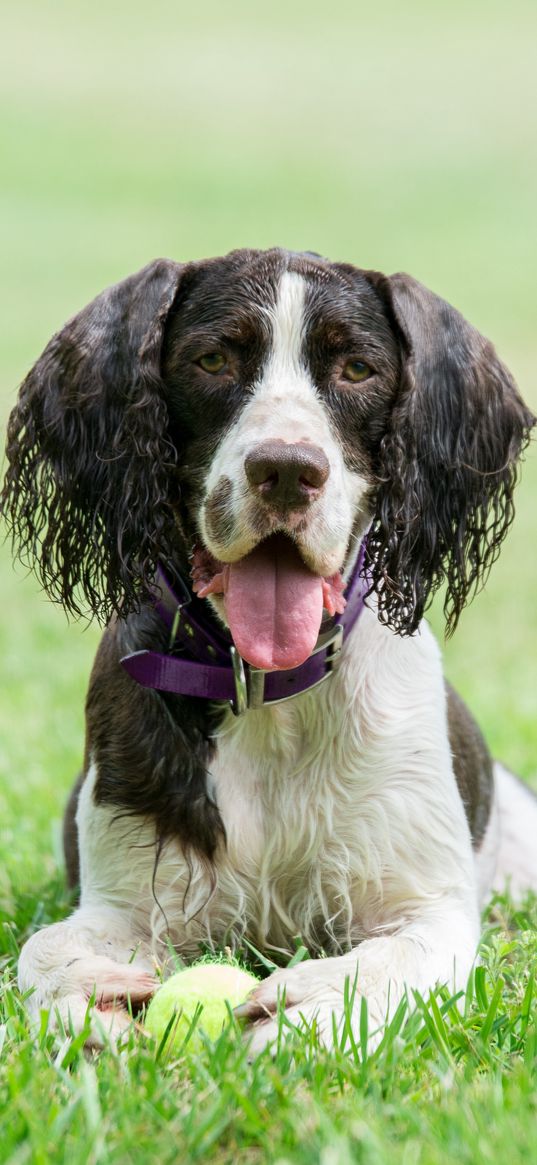 spaniel, dog, pet, protruding tongue, ball, play