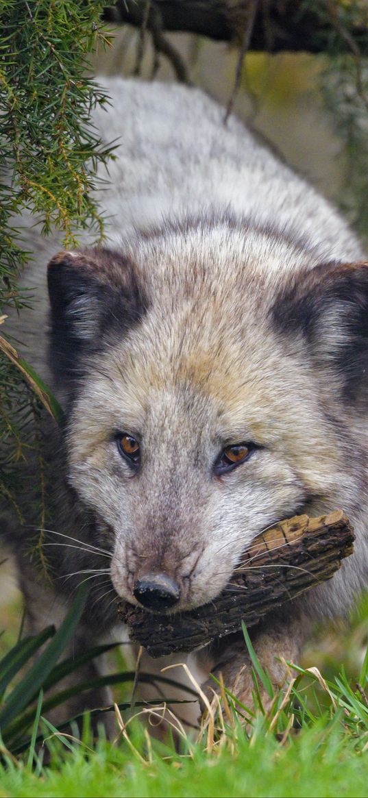 arctic fox, fox, animal, glance, furry