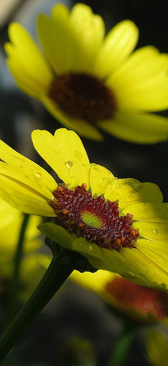 flowers, drops, buds, stems, yellow