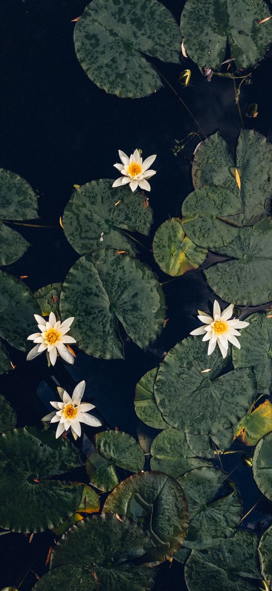 water lilies, plant, water, macro