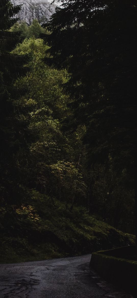 forest, trees, road, turn, nature, dark