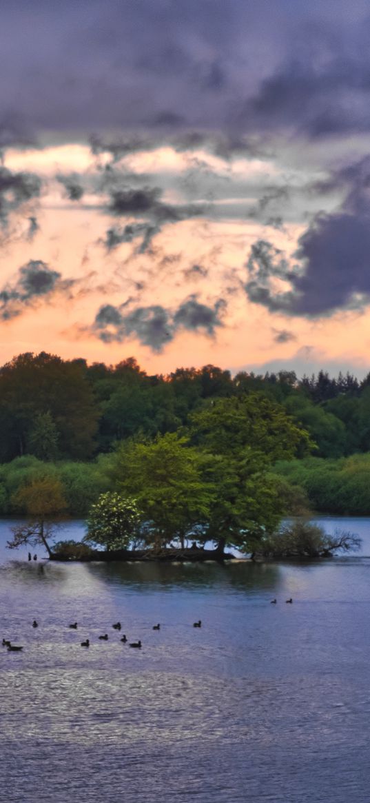 forest, trees, lake, ducks, nature