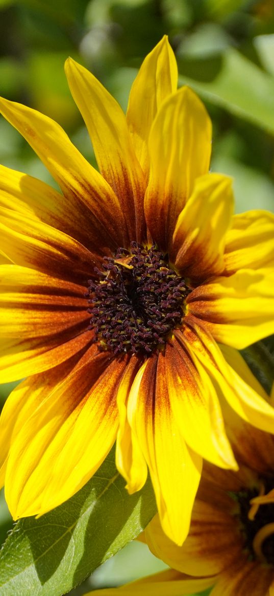 rudbeckia, flowers, petals, macro, yellow