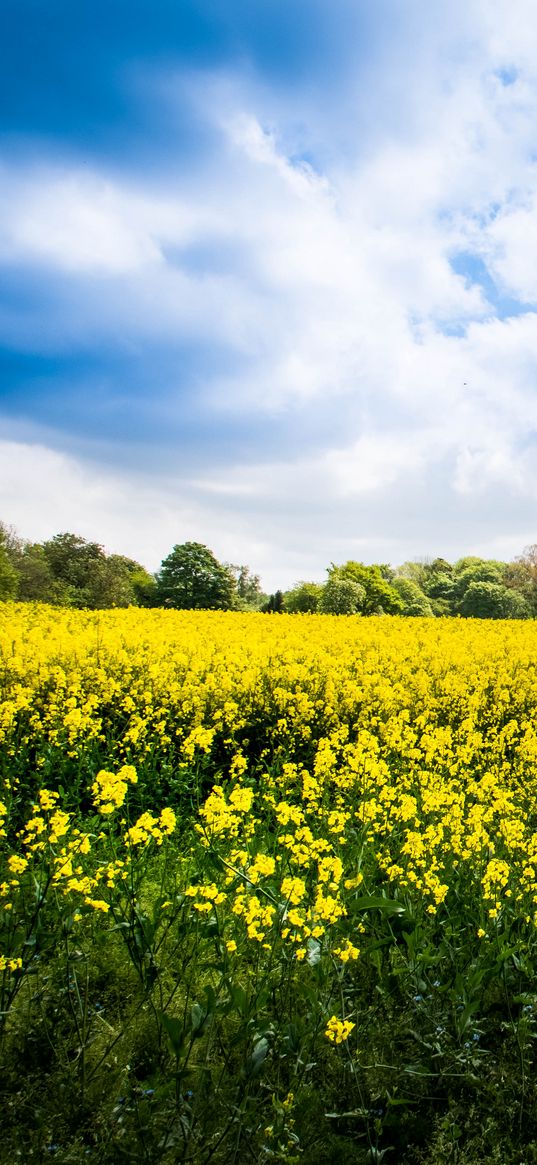 wild flowers, flowers, field, landscape