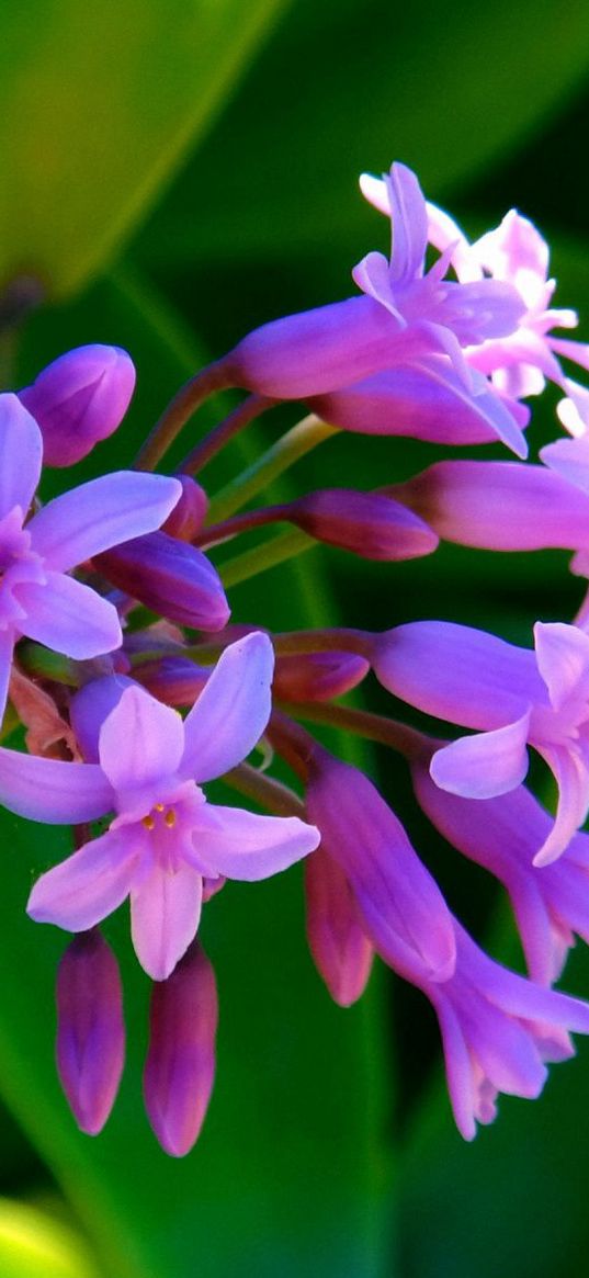 flowers, greens, summer, tiny