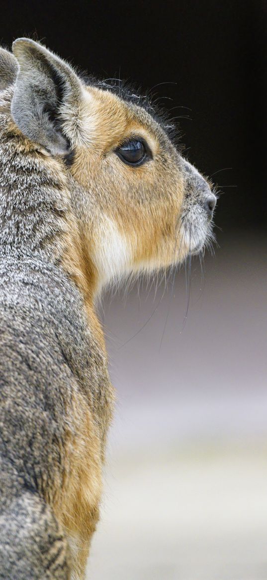 mara, animal, glance