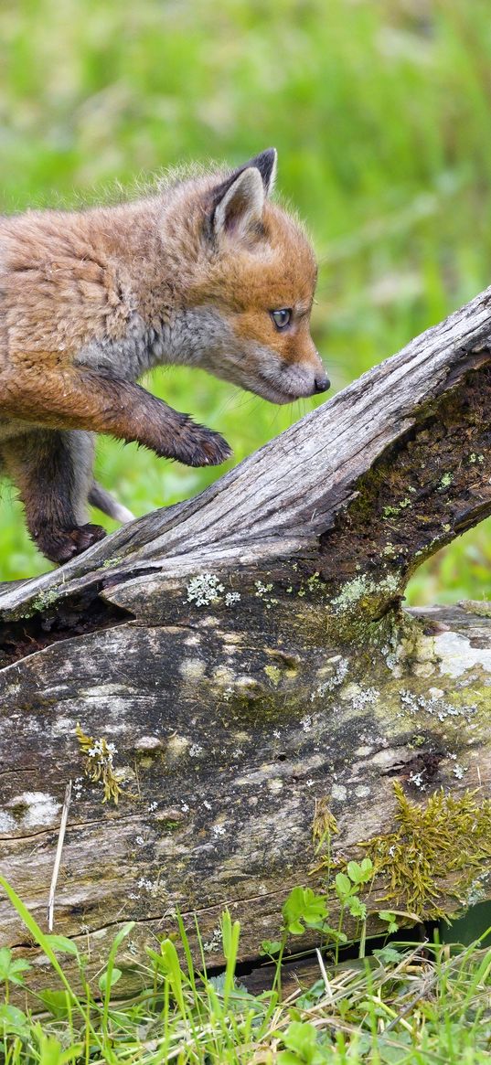 fox cub, fox, cute, wildlife