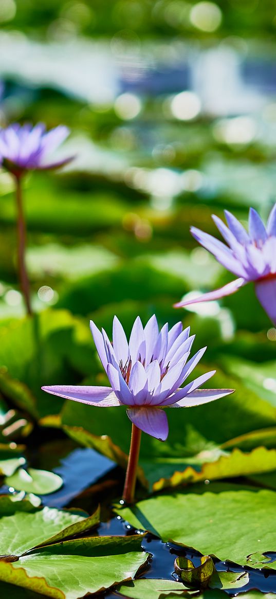 water lilies, plants, leaves, water, macro