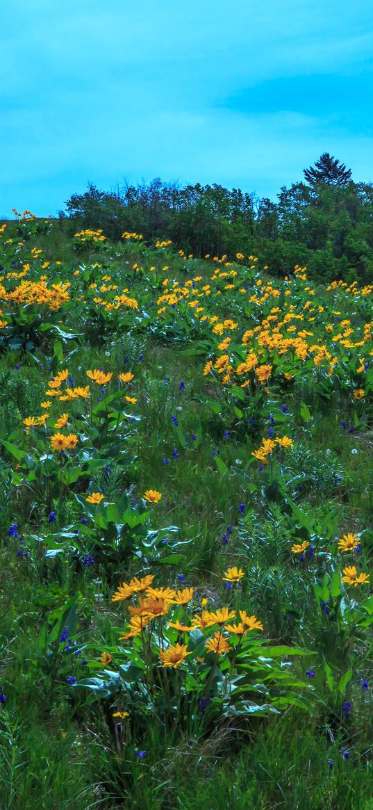 wild flowers, flowers, field, hill, nature