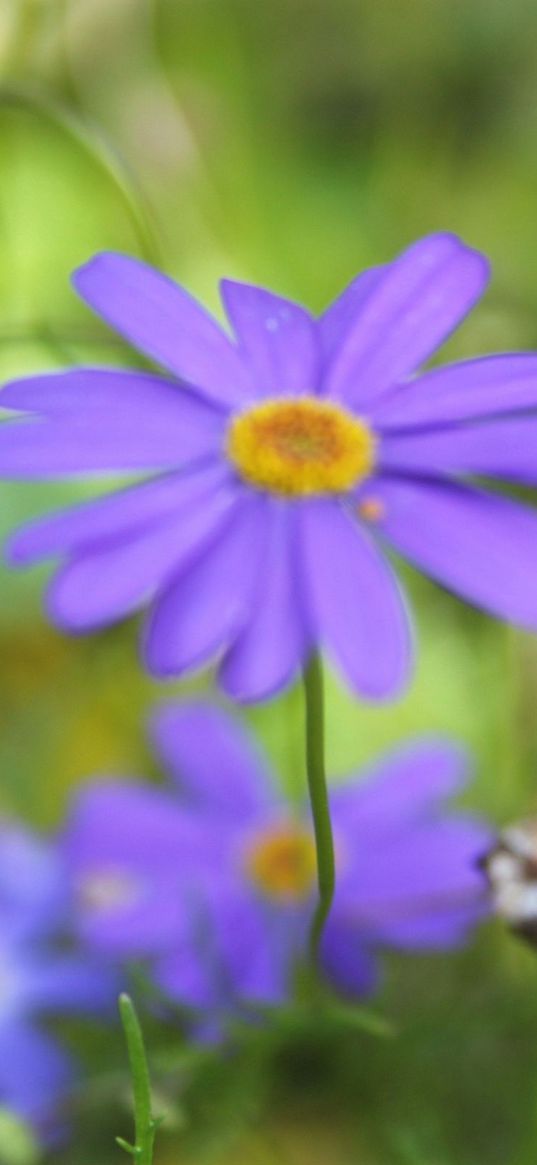 flowers, nature, lawn, green, summer