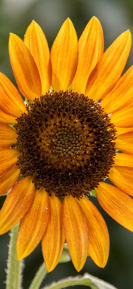 sunflower, flower, petals, plant, yellow, macro