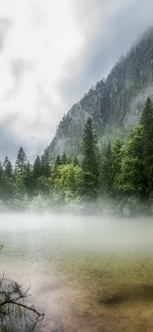 lake, forest, fog, morning, landscape