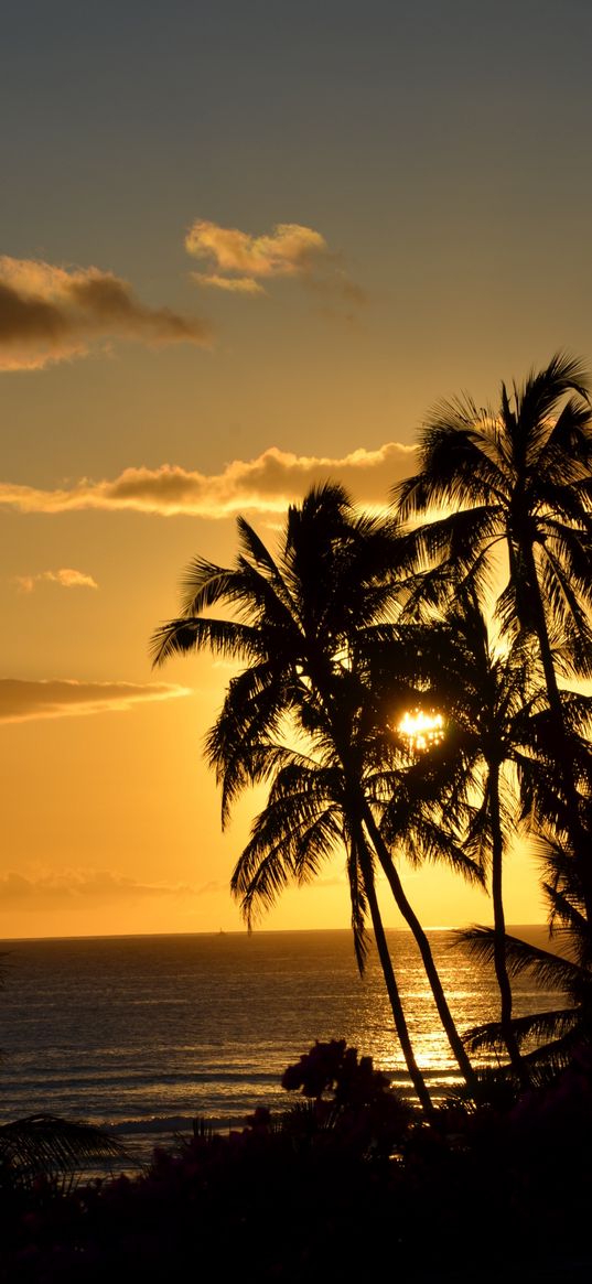 palm trees, ocean, sunset, dusk, dark