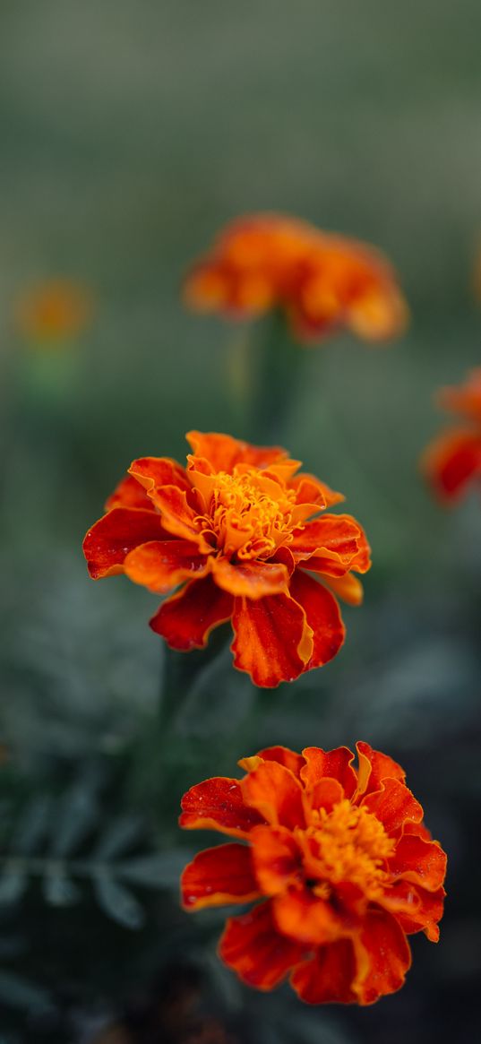 marigolds, flowers, plant, summer