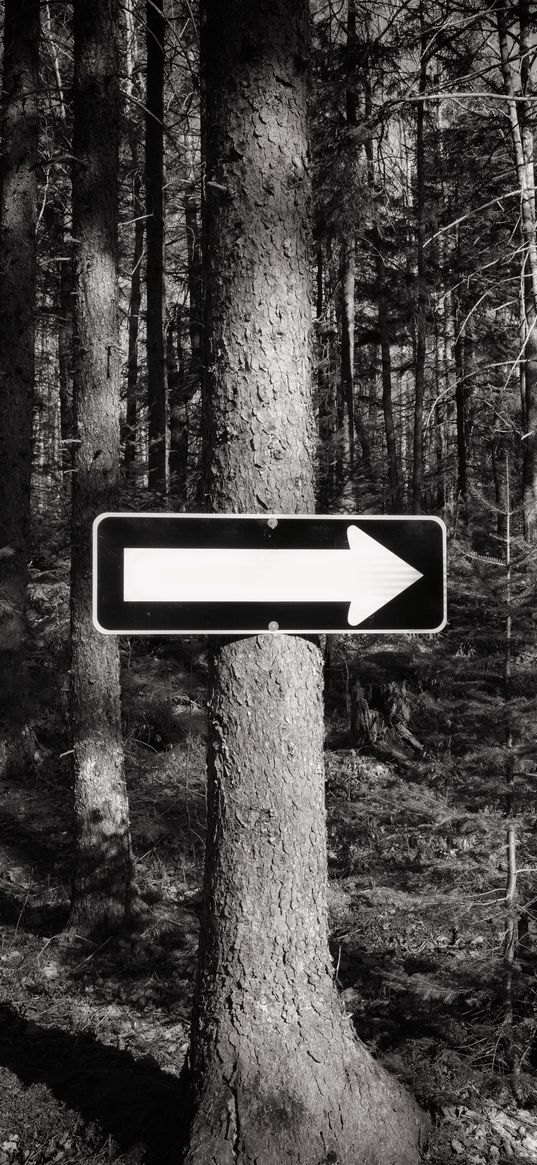 tree, arrow, pointer, forest, black and white