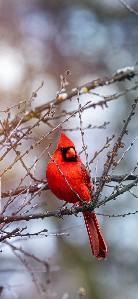 red cardinal, bird, branches, red