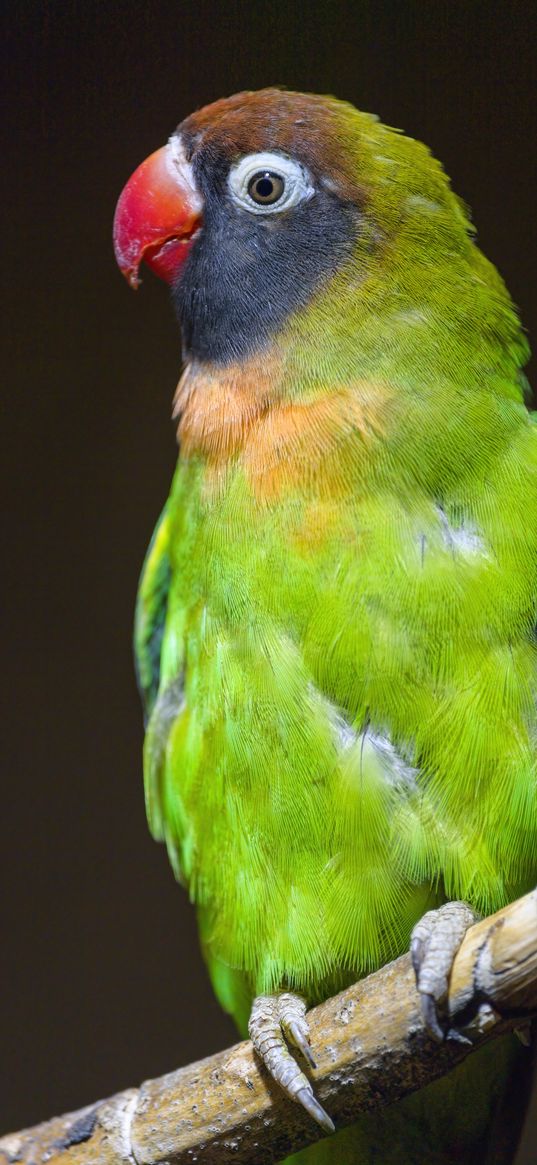 parrot, bird, feathers, colorful, branch