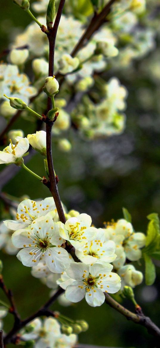 blossom, spring, branch, bud, awakening