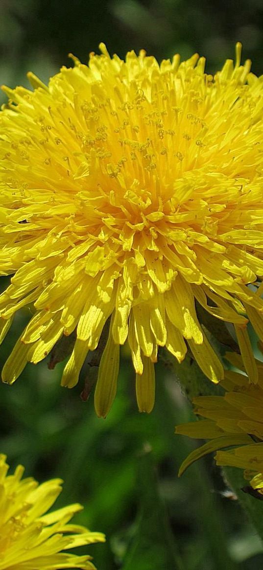 dandelions, sun, insects, greens, bright