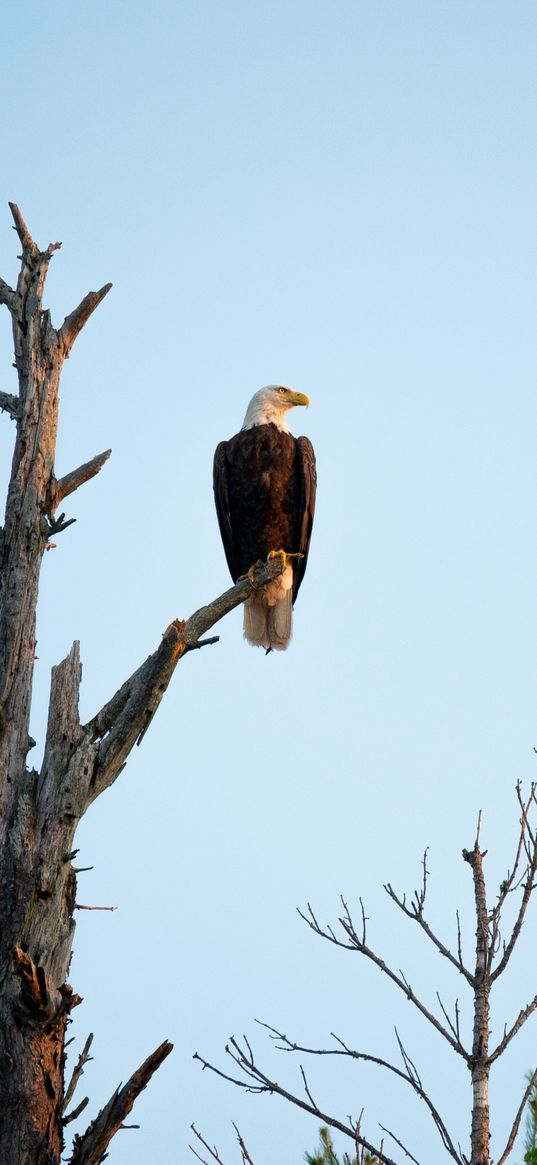 eagle, bird, tree, watching, wildlife