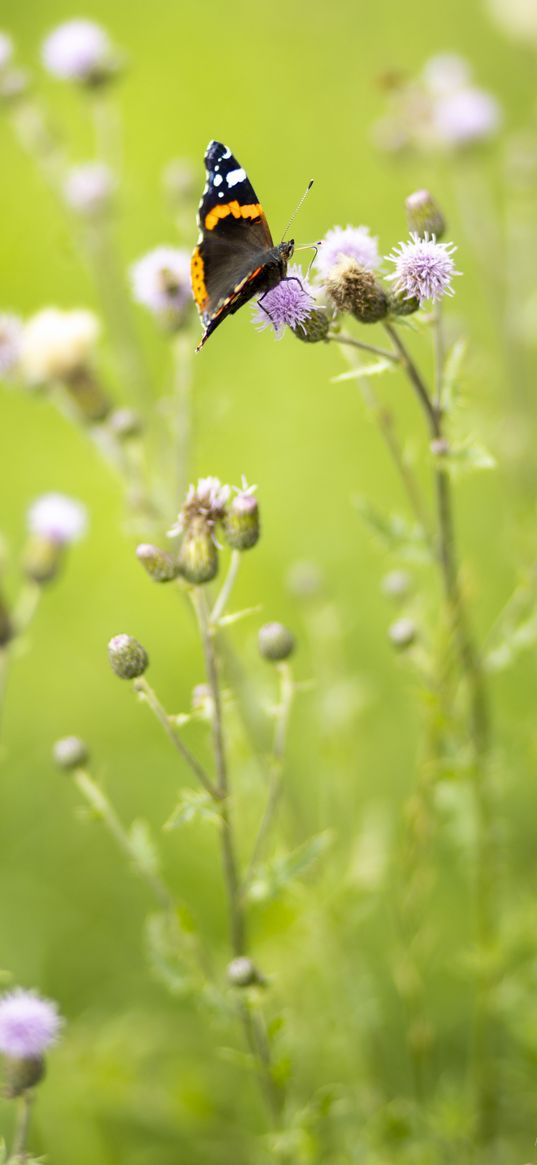 butterfly, insect, flowers, plants, macro