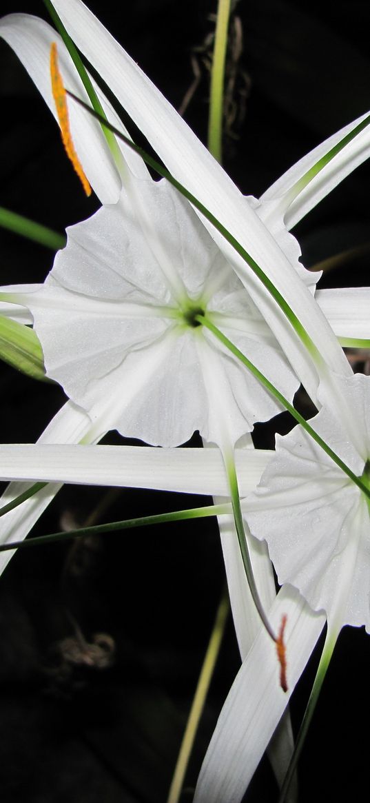 flowers, white, unusual, arrows, night