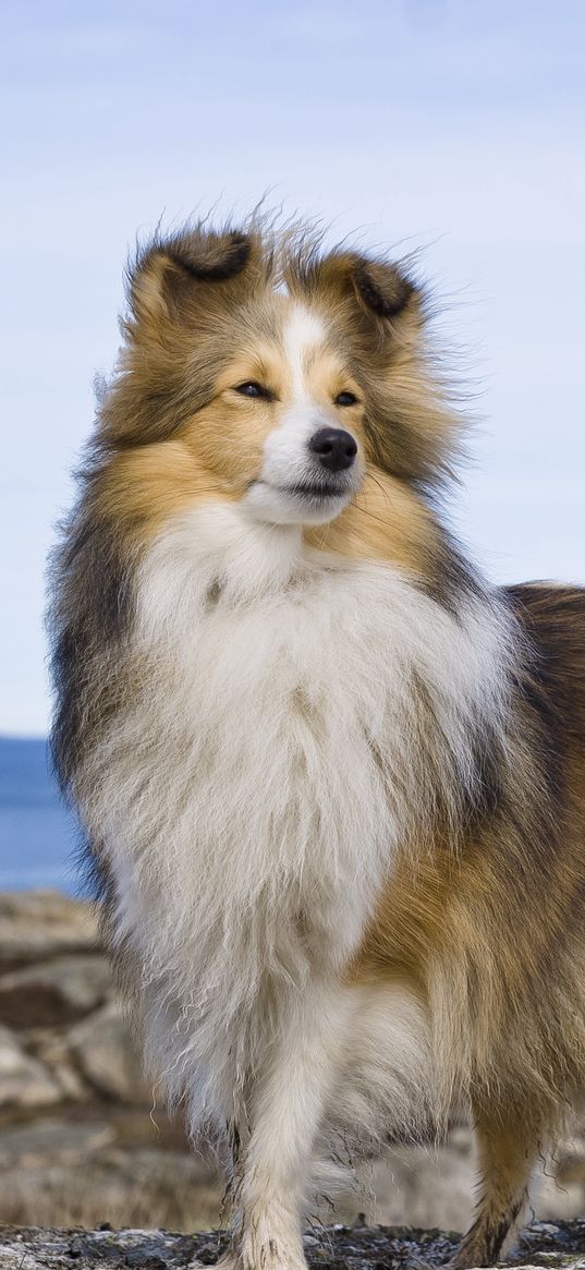 collie, dog, pet, furry